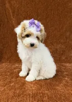 "Poppy", a female Goldendoodle for sale in Corinth, MS – 7 of 9