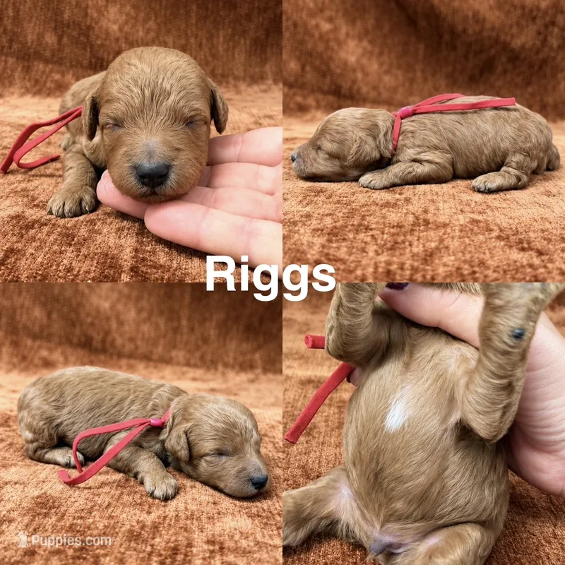 “Riggs” – Goldendoodle puppy for sale in Corinth, MS