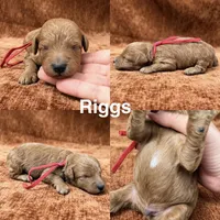 “Riggs”, a male Goldendoodle for sale in Corinth, MS – 1 of 1