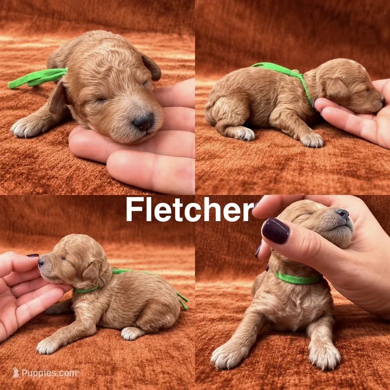 “Fletcher” – Goldendoodle puppy for sale in Corinth, MS