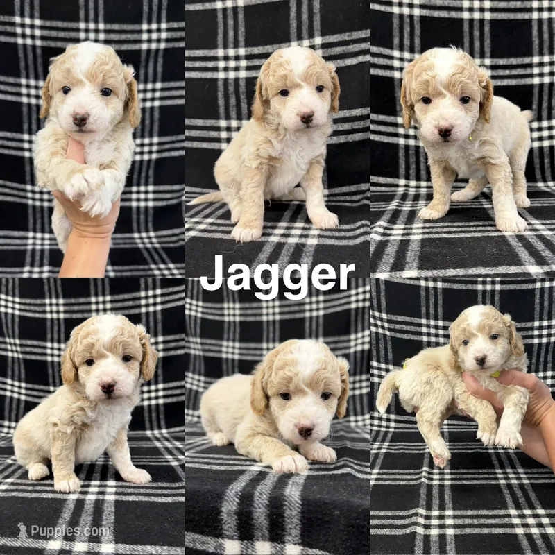 Jagger – Goldendoodle puppy for sale in Corinth, MS