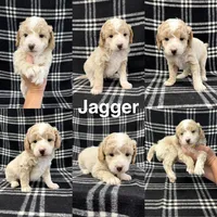 Jagger, a male Goldendoodle for sale in Corinth, MS – 1 of 1
