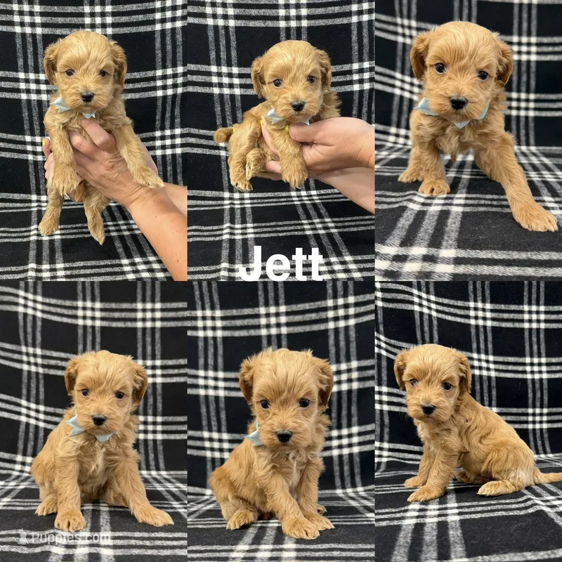 Jett – Goldendoodle puppy for sale in Corinth, MS