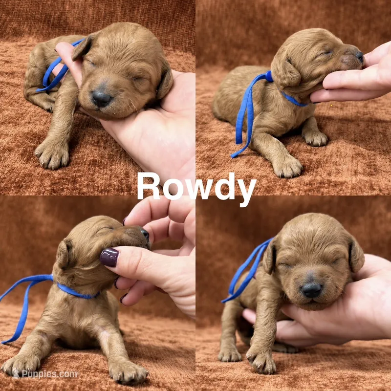 “Rowdy” – Goldendoodle puppy for sale in Corinth, MS