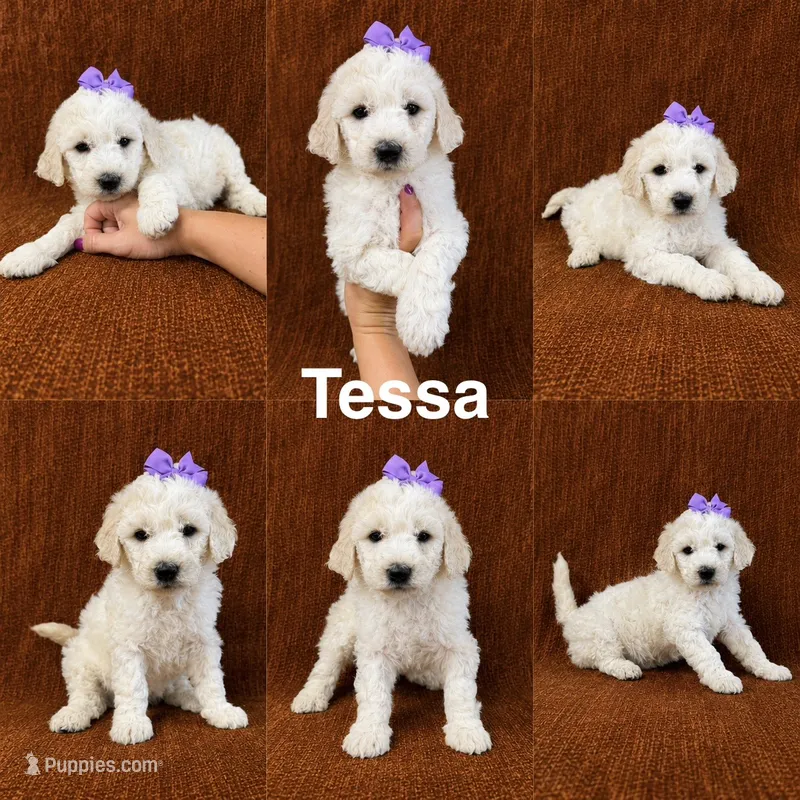 Tessa – Goldendoodle puppy for sale in Corinth, MS