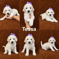 Tessa, a female Goldendoodle for sale in Corinth, MS – 1 of 1