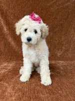 “Penny”, a female Goldendoodle for sale in Corinth, MS – 2 of 8