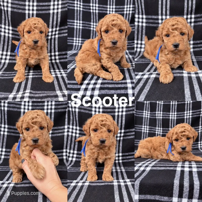 “Scooter” – Goldendoodle puppy for sale in Corinth, MS