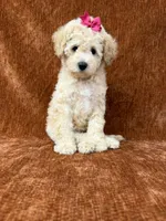 “Penny”, a female Goldendoodle for sale in Corinth, MS – 5 of 8