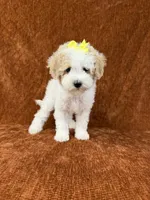 "Polly", a female Goldendoodle for sale in Corinth, MS – 2 of 10