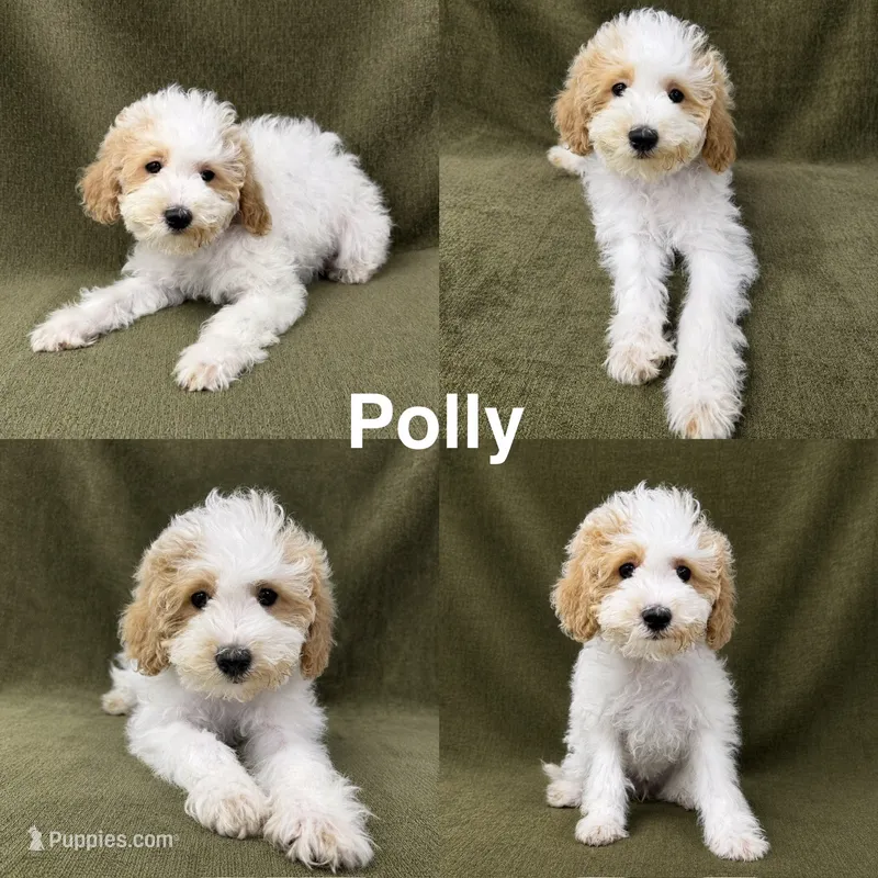 "Polly" – Miniature Goldendoodle puppy for sale in Corinth, MS