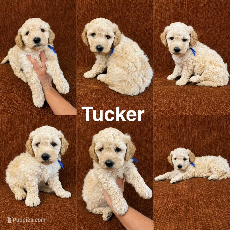 Tucker – Goldendoodle puppy for sale in Corinth, MS