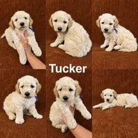 Tucker, a male Goldendoodle for sale in Corinth, MS – 1 of 1