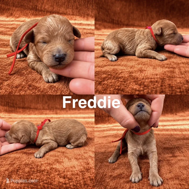 “Freddie” – Goldendoodle puppy for sale in Corinth, MS