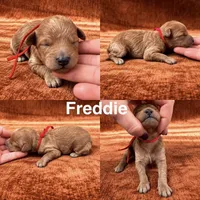 “Freddie”, a male Goldendoodle for sale in Corinth, MS – 1 of 1