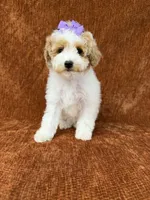 "Poppy", a female Goldendoodle for sale in Corinth, MS – 4 of 9