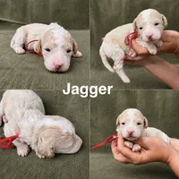 Jagger, a male Goldendoodle for sale in Corinth, MS – 1 of 1