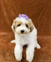 "Poppy", a female Goldendoodle for sale in Corinth, MS – 5 of 9