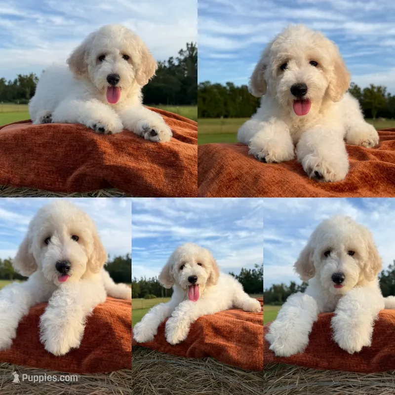 Tessa – Goldendoodle puppy for sale in Corinth, MS