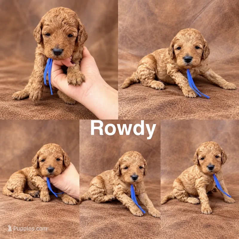 “Rowdy” – Goldendoodle puppy for sale in Corinth, MS