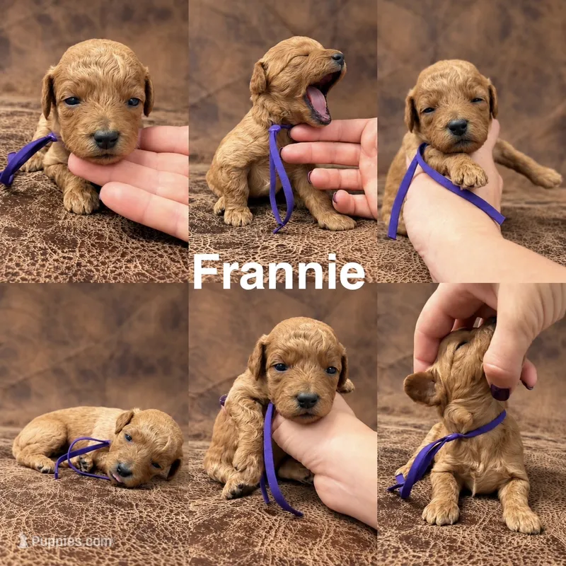 “Frannie” – Goldendoodle puppy for sale in Corinth, MS