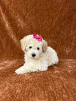 “Penny”, a female Goldendoodle for sale in Corinth, MS – 4 of 8