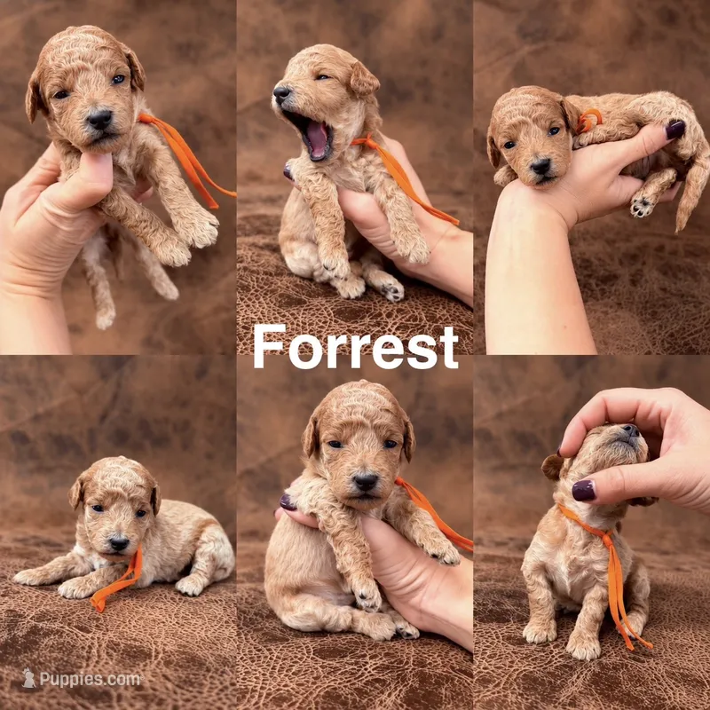 “Forrest” – Goldendoodle puppy for sale in Corinth, MS