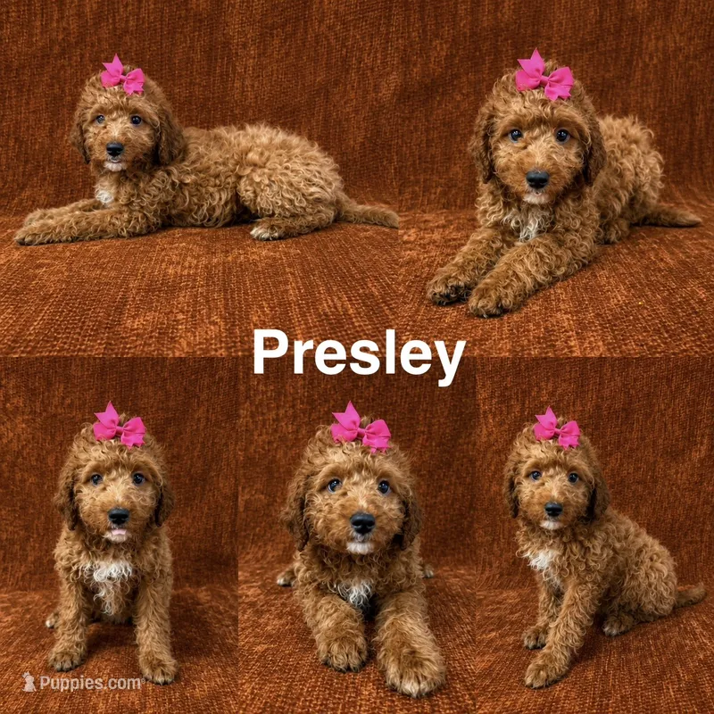 Presley – Goldendoodle puppy on hold in Corinth, MS