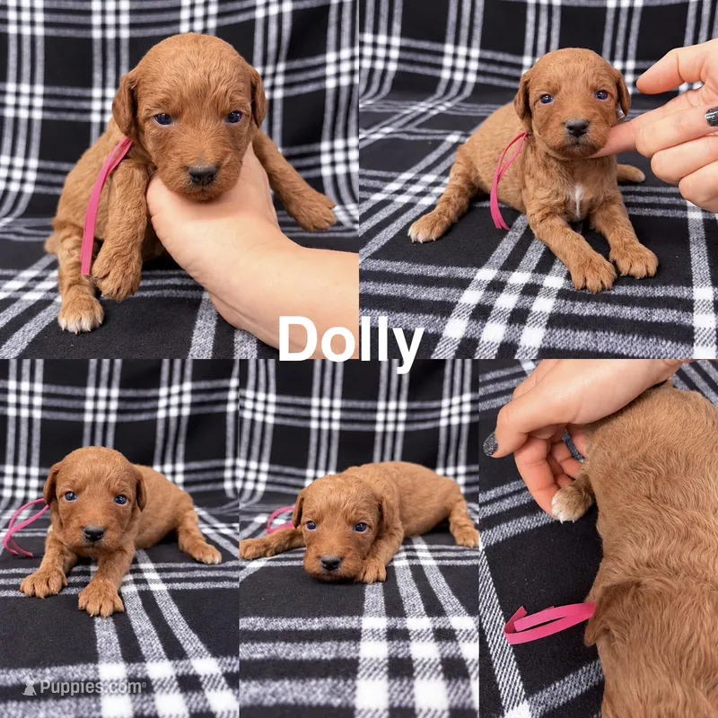 Dolly – Goldendoodle puppy for sale in Corinth, MS