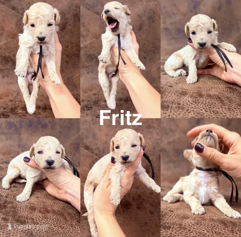 “Fritz” – Goldendoodle puppy for sale in Corinth, MS