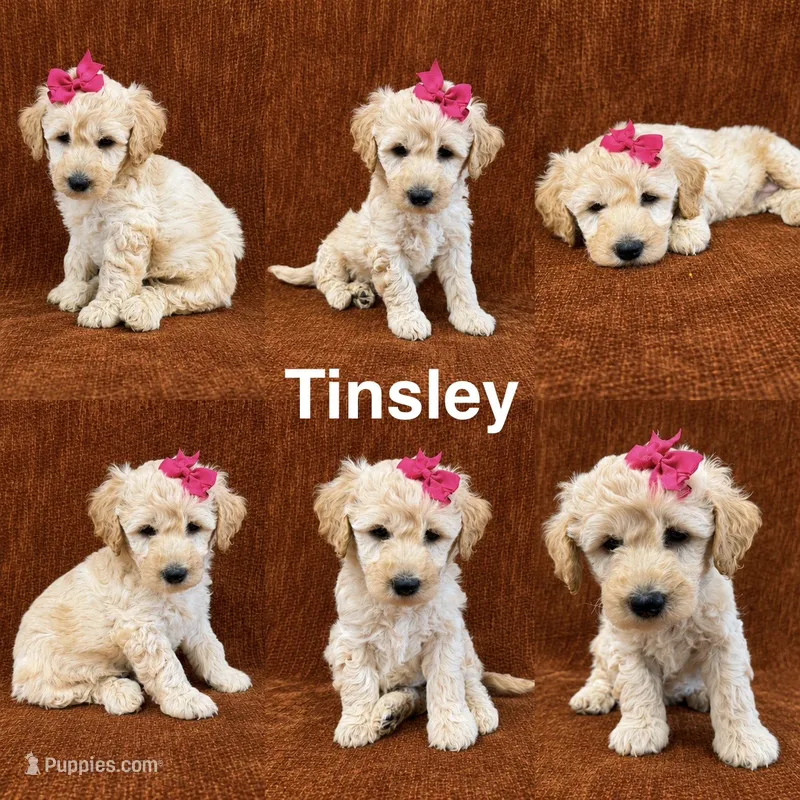 Tinsley – Goldendoodle puppy for sale in Corinth, MS