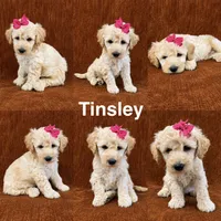 Tinsley, a female Goldendoodle for sale in Corinth, MS – 1 of 1