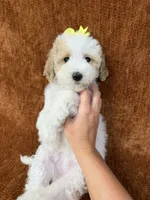 "Polly", a female Goldendoodle for sale in Corinth, MS – 5 of 10