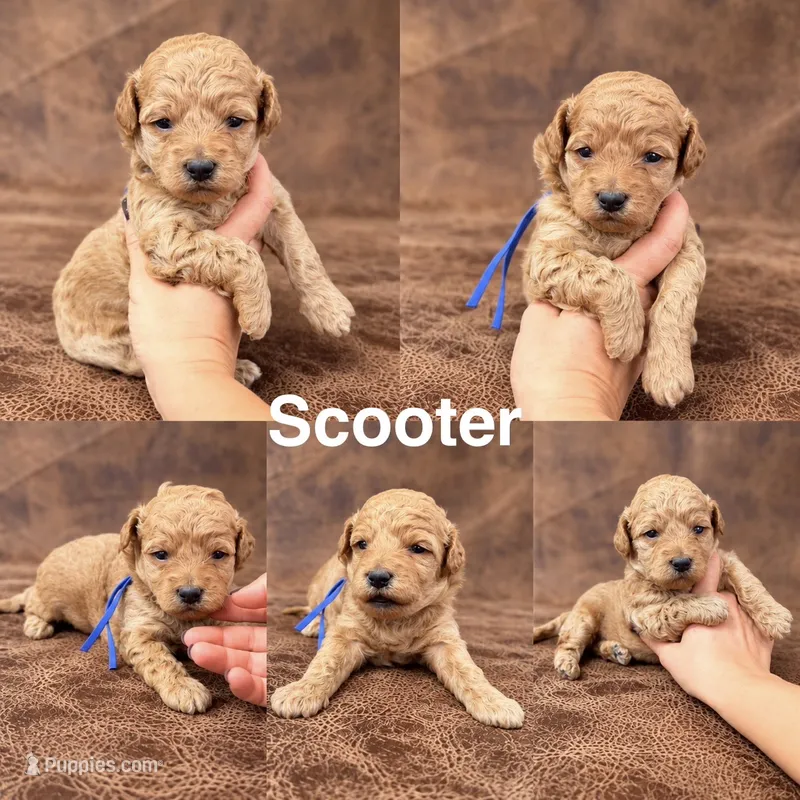 “Scooter” – Goldendoodle puppy for sale in Corinth, MS