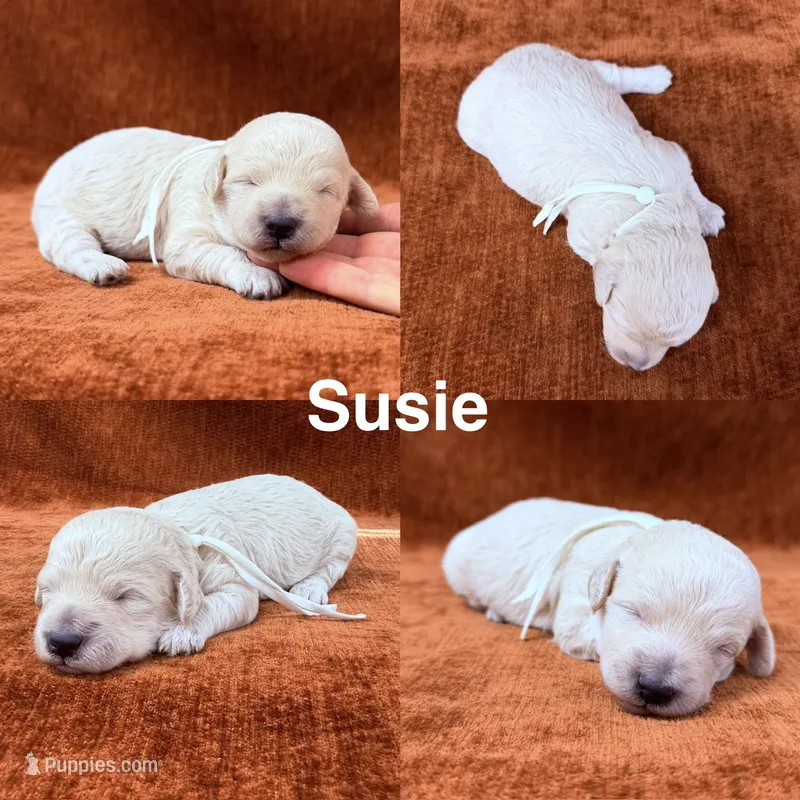 “Susie” – Goldendoodle puppy for sale in Corinth, MS