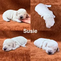 “Susie”, a female Goldendoodle for sale in Corinth, MS – 1 of 1