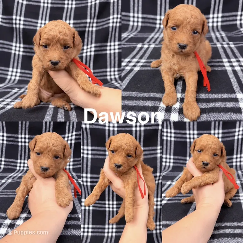 Dawson – Goldendoodle puppy for sale in Corinth, MS
