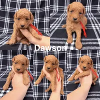 Dawson, a male Goldendoodle for sale in Corinth, MS – 1 of 1