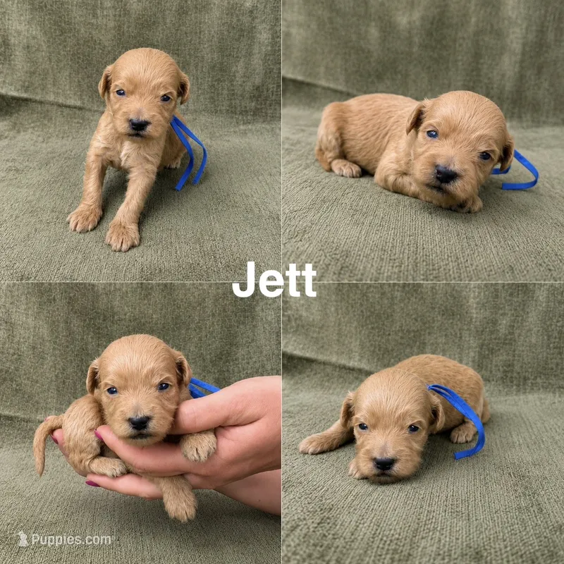 Jett – Goldendoodle puppy for sale in Corinth, MS