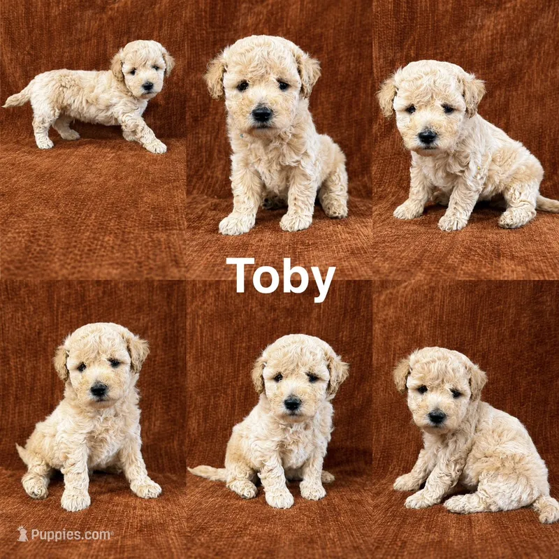 Toby – Goldendoodle puppy for sale in Corinth, MS