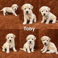 Toby, a male Goldendoodle for sale in Corinth, MS – 1 of 1