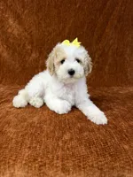 "Polly", a female Goldendoodle for sale in Corinth, MS – 3 of 10