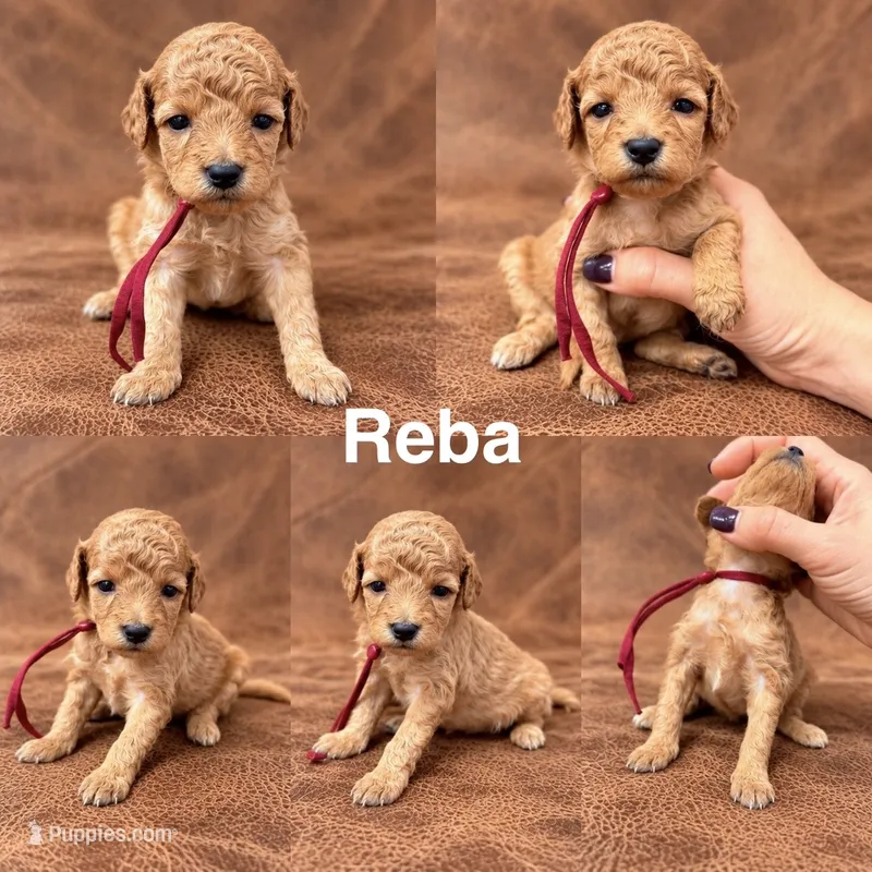 “Reba” – Goldendoodle puppy for sale in Corinth, MS