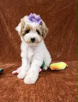 "Poppy", a female Goldendoodle for sale in Corinth, MS – 8 of 9