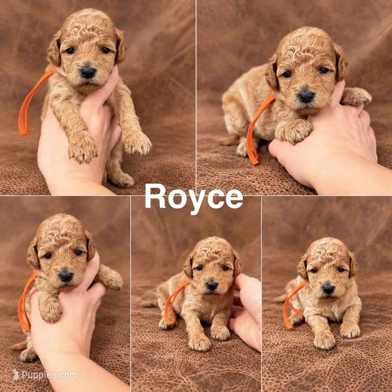 “Royce” – Goldendoodle puppy for sale in Corinth, MS