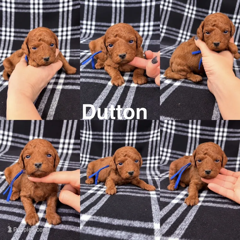 Dutton – Goldendoodle puppy for sale in Corinth, MS