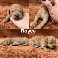 “Royce”, a male Goldendoodle for sale in Corinth, MS – 1 of 1