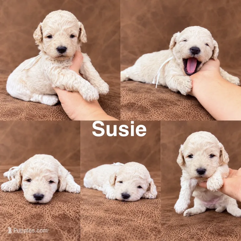 “Susie” – Goldendoodle puppy for sale in Corinth, MS