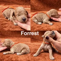 “Forrest”, a male Goldendoodle for sale in Corinth, MS – 1 of 1