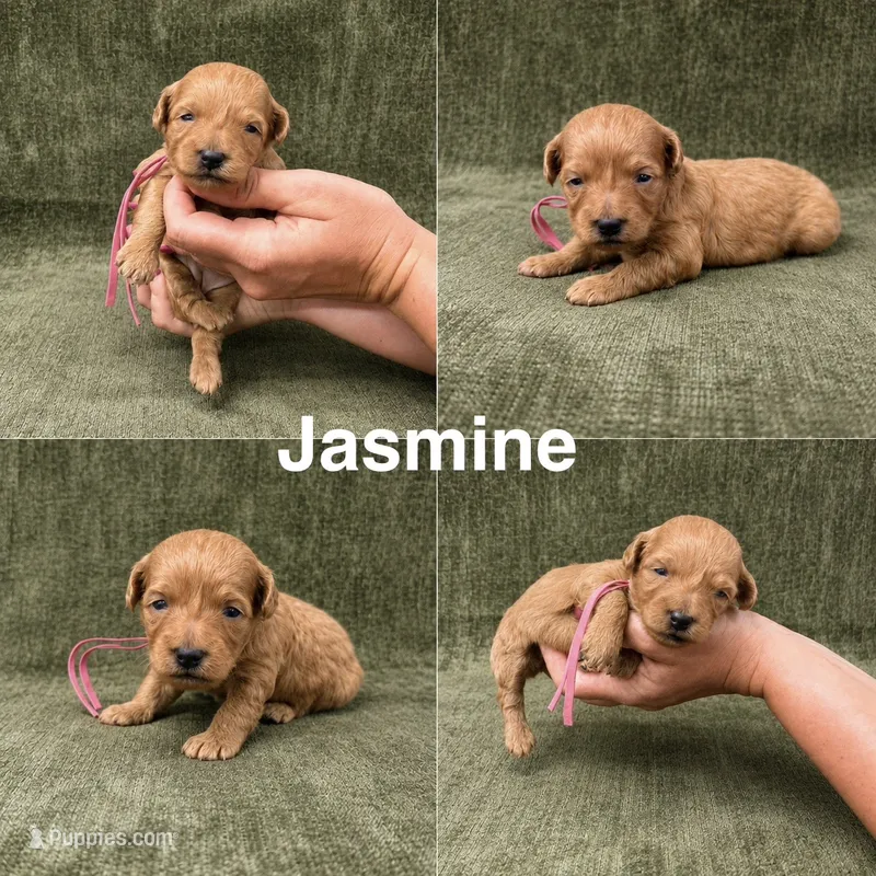 Jasmine – Goldendoodle puppy for sale in Corinth, MS